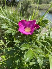 Rosa rugosa