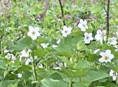 Viola canadensis