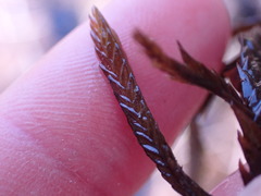 Fontinalis neomexicana