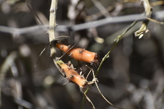 Cylindropuntieae