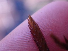 Fontinalis neomexicana