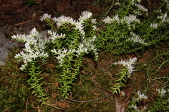 Sedum pulchellum