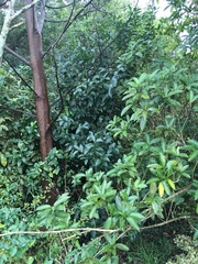 Melicytus ramiflorus