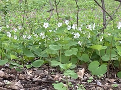 Viola canadensis