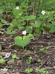 Viola canadensis