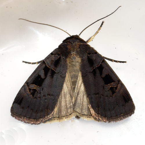 Morrison's Sooty Dart photo 3