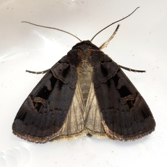 Pseudohermonassa tenuicula