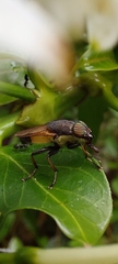 Idiella
