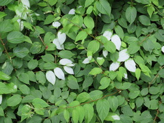 Actinidia polygama