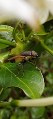 Idiella