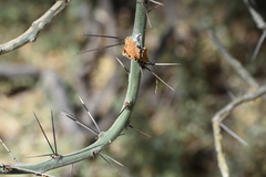 Cylindropuntieae