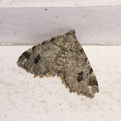 Macaria pinistrobata