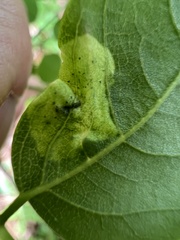 Agromyza soka