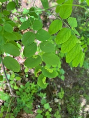 Agromyza soka