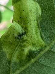 Agromyza soka