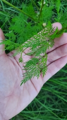 Trepocarpus aethusae