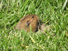 Thomomys bottae