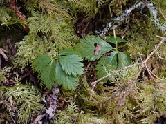 Rubus pedatus