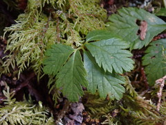 Rubus pedatus