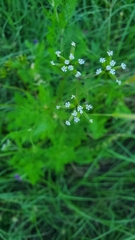 Trepocarpus aethusae