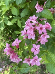 Weigela