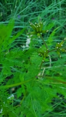 Trepocarpus aethusae