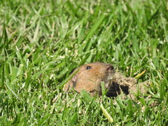 Thomomys bottae