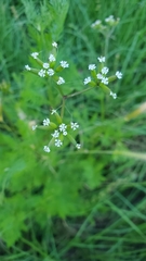 Trepocarpus aethusae