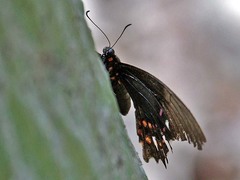 Heraclides rogeri pharnaces