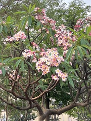 Plumeria rubra