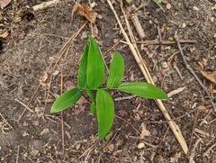 Polygonatum biflorum