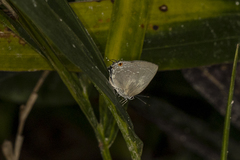 Strephonota tephraeus