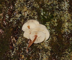 Collybia eucalyptorum