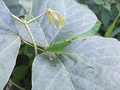 Kuwayamaea sapporensis