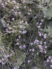 Phlox stansburyi