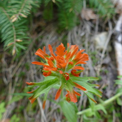 Castilleja rupicola
