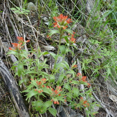 Castilleja rupicola