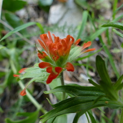 Castilleja rupicola