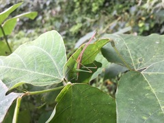 Conocephalus exemptus