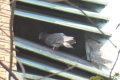Columba livia domestica