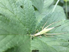 Oecanthus longicauda