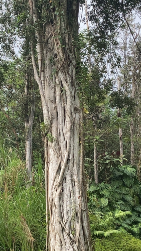 Ficus microcarpa observed 2022-05-13