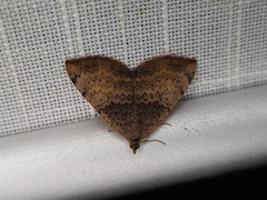 Chrysolarentia mecynata