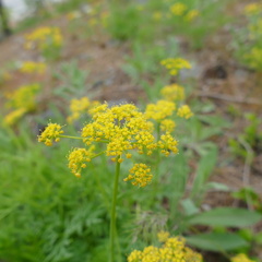 Lomatium brandegeei