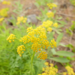 Lomatium brandegeei