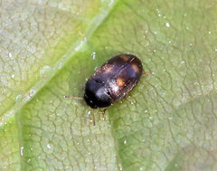 Litargus tetraspilotus