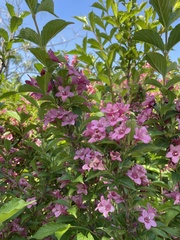 Weigela