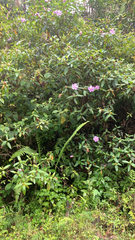 Melastoma septemnervium