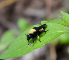 Laphria macquarti