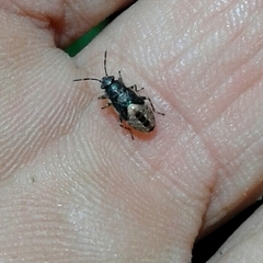 Heterogaster urticae